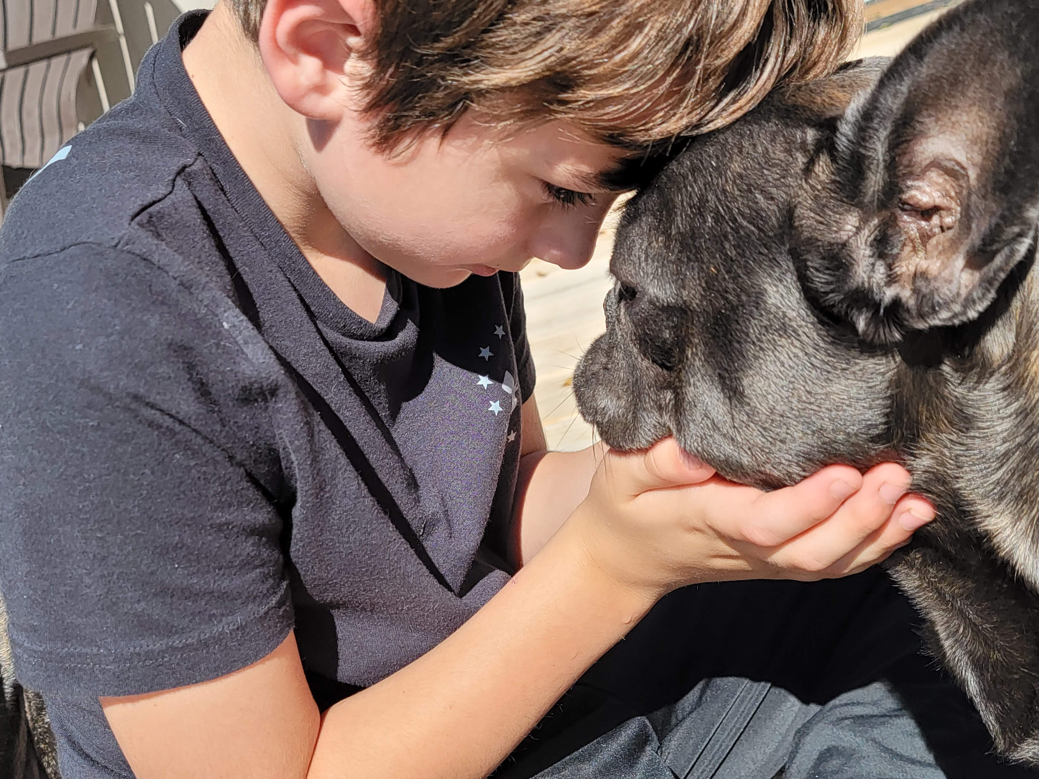 Quality French Bulldogs